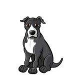 American Staffordshire Bull Terrier