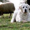 O cachorro da raça Kuvasz é um ótimo guarda para rebanhos