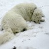 O que será que este Kuvasz está ‘fuçando’ na neve?