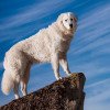 O cachorro da raça Kuvasz é mesmo muito elegante!