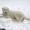 Os Cachorros da raça Kuvasz não se incomodam com a neve!