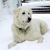 O cachorro da raça Kuvasz adora neve