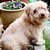 Norfolk Terrier