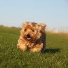 Norfolk Terrier