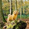 Norfolk Terrier