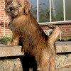 Norfolk Terrier