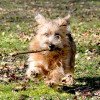 Norfolk Terrier