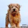 Norfolk Terrier