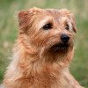 Norfolk Terrier