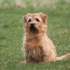 Norfolk Terrier