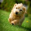 Norfolk Terrier