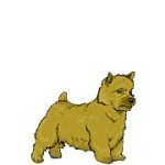 Norfolk Terrier