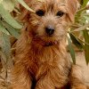 Norfolk Terrier