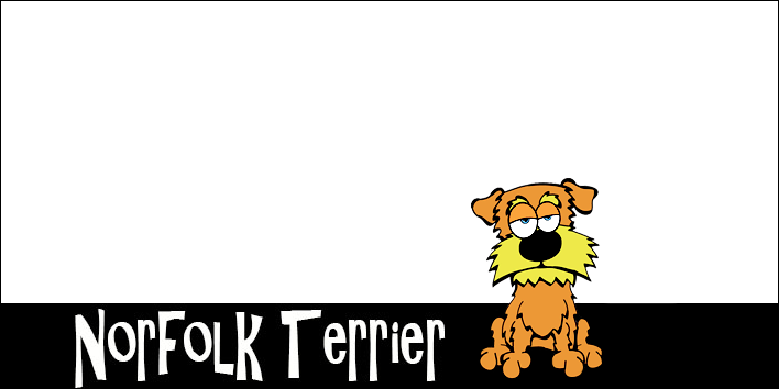 Norfolk Terrier