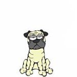 Pug