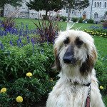 Afghan Hound