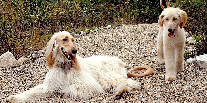 Afghan Hound