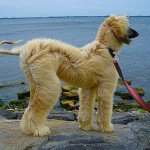 Afghan Hound