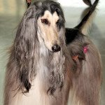 Afghan Hound