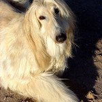 Afghan Hound