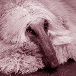 Afghan Hound