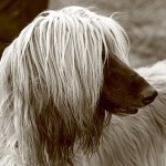 Afghan Hound