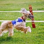 Afghan Hound