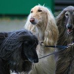 Afghan Hound