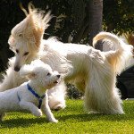 Afghan Hound