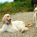 Afghan Hound