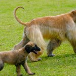 Afghan Hound