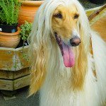 Afghan Hound