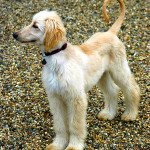 Afghan Hound