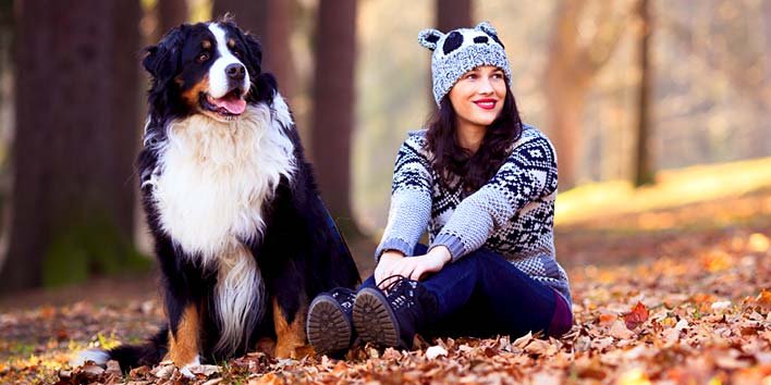 Bernese Mountain Dog - Boiadeiro Bernês