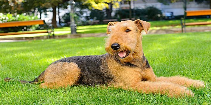 Airedale Terrier