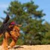 Airedale Terrier