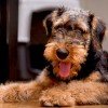 Airedale Terrier