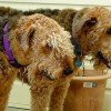 Airedale Terrier