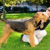 Airedale Terrier