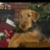 Airedale Terrier