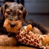 Airedale Terrier