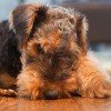 Airedale Terrier