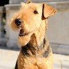 Airedale Terrier