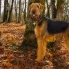 Airedale Terrier