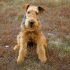 Airedale Terrier