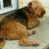 Airedale Terrier