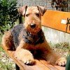 Airedale Terrier