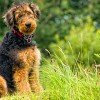 Airedale Terrier