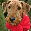 Airedale Terrier