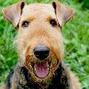 Airedale Terrier